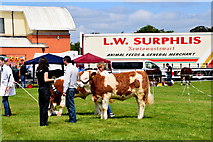 H4374 : Exhibiting cattle - 179th Omagh Annual Agricultural Show 2019 by Kenneth  Allen