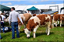 H4374 : Waiting with cattle - 179th Omagh Annual Agricultural Show 2019 by Kenneth  Allen