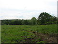 Field near Lanehead Farm