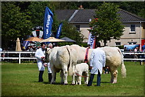 H4374 : Judging cattle - 179th Omagh Annual Agricultural Show 2019 by Kenneth  Allen