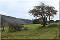 Pasture next to Cefn-crib Road, Pantygasseg