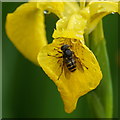 The hoverfly Sericomyia silentis, Carrbridge