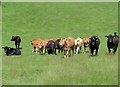 NZ1056 : A line of cattle by Robert Graham