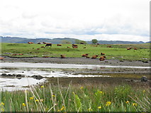 NM7511 : Luing cattle at Ardinamir Bay by M J Richardson