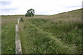 Field ditch and fence bounding sheep field