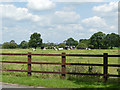 Cows alongside Congleton Road, Sandbach