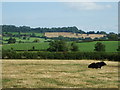 A solitary cow near Evercreech