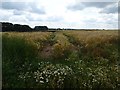 Barley field