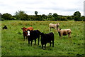 Cattle, Corlaghdergan