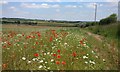 Wildflowers at High Habberley