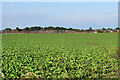 Crops in Field off Billinge Road, near Downall Green