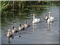 SD7807 : Family of Swans at Radcliffe by David Dixon
