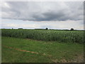 Field of beans near Weaveley Wood