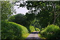 Minor lane between hedges and trees