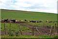 Cattle near Wellbrae