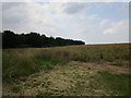 Field of oilseed rape near North Lodge Farm