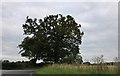 Tree on Downhall Road, Matching