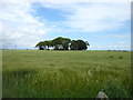 Farmland near Udny Station