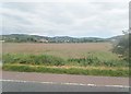 Hayfield South of the Killeen Railway Bridge