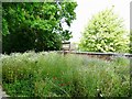 Wildflower meadow at Rolleston-on-Dove former railway station