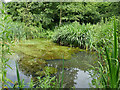 Engine Fields, Yeadon - small pond