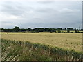 Cereal crop off Grinstead Lane