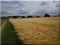 TF0332 : Barley field near Pickworth by Jonathan Thacker