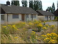 Yellow flowers in the old creamery