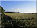 Wheat field near Eaton