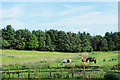 Field with horses