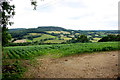 Maize Field at Moorcox Cross