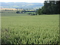 Wheat field near Fingask