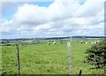 Cattle grazing on the west side of Tate Road