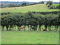 Grass field with alpacas