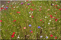 SX9193 : Wildflower garden, Reed Hall by Derek Harper