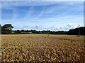 Combs Wood Field/Orchard Field/Wood Field