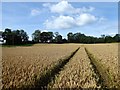 Six Acre Combs/Hop Garden Field