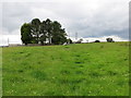 Field path approaching Spen Height