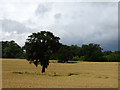 TL3805 : Tree in crop field by JThomas