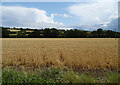 Crop field, Lower Nazeing