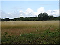 Grassland near Netherhall Farm