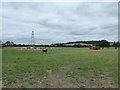 Cattle in field near Hurst Hill