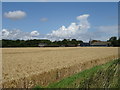 Cereal crop towards Halfway House Farm