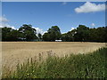 Cereal crop off Hunsdon Road (B180)