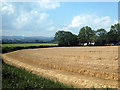 A wheat-field near Doniford