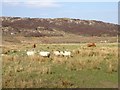 Grazing, Airighglas