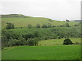 Bracken covered slope