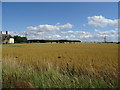 Crop field near Warren Farm