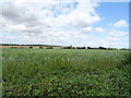 Crop field off the B1004