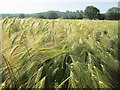 Jackdaw Hill seen beyond a wheat field